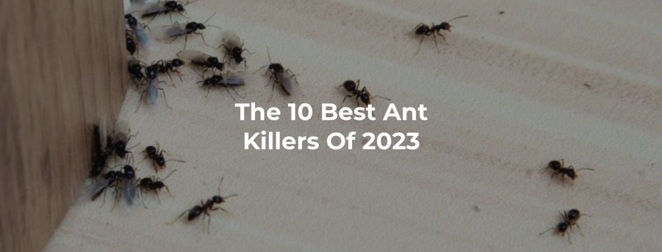 The 10 Best Ant Killers of 2024