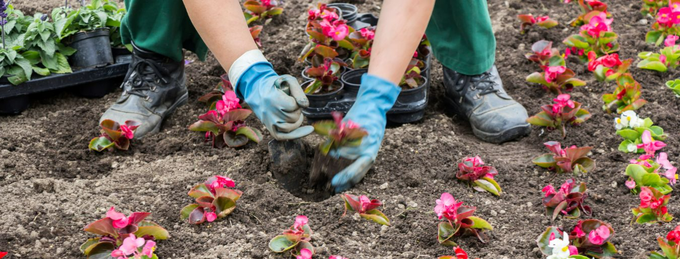 The Top 6 Fastest Growing Flower Seeds to Plant This Spring Taupe Home