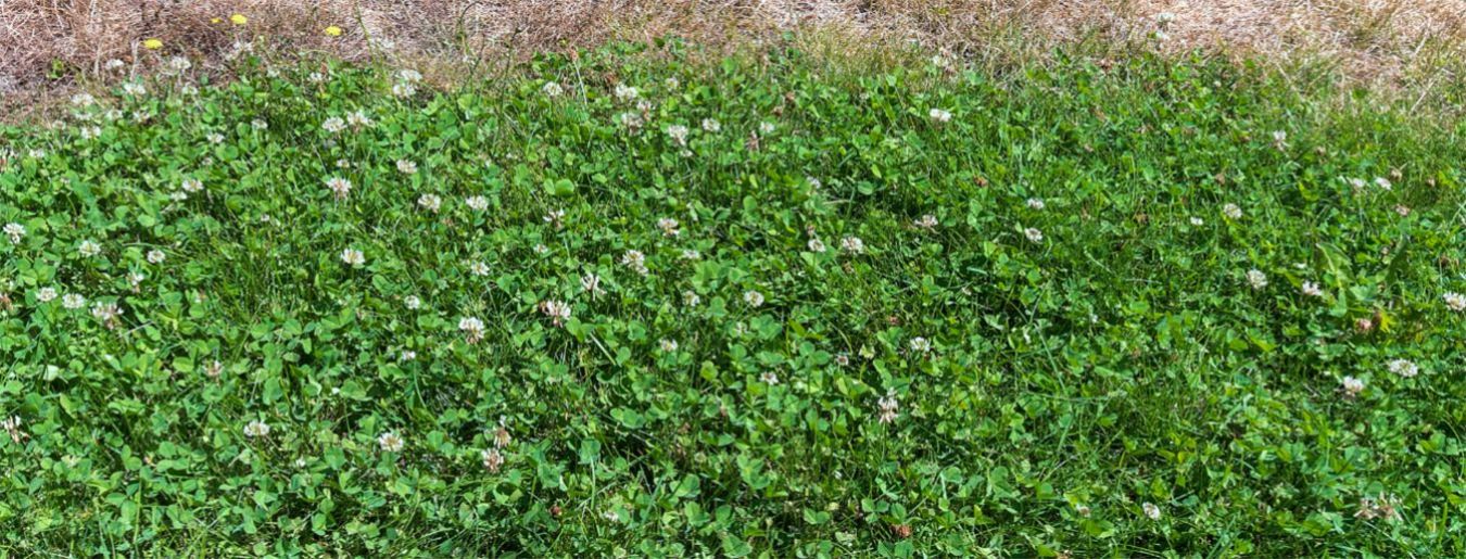 10 DIY Remedies for Getting Rid of Clover in your Lawn